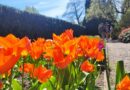 Wiosennych spacerów czas! Festiwal Tulipanów w Ogrodach Hortulus