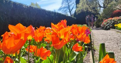 Wiosennych spacerów czas! Festiwal Tulipanów w Ogrodach Hortulus